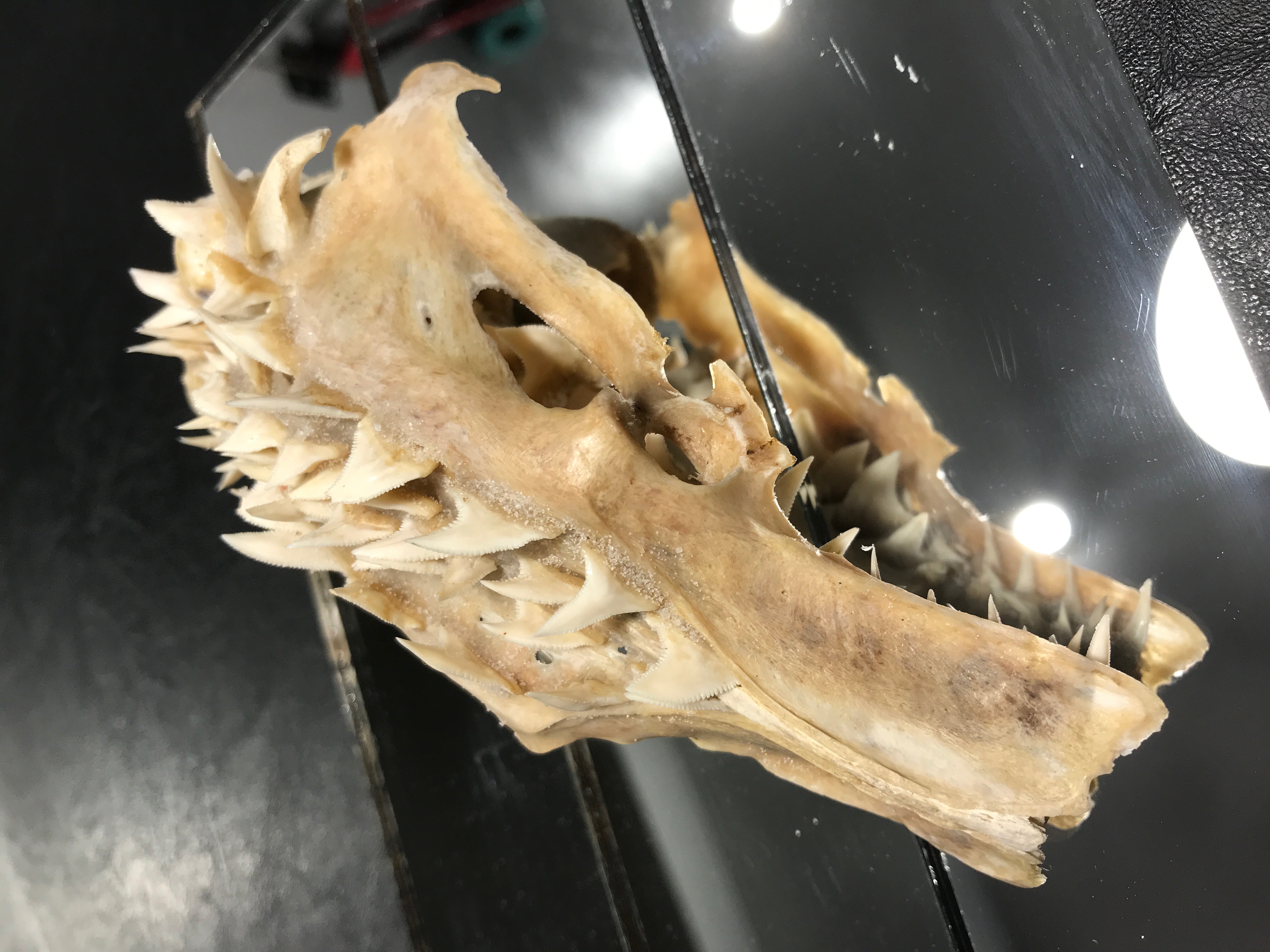 череп чупакабры